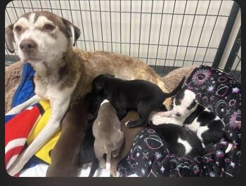 Gladys -  Husky Dog for Adoption - Gladys | PetCurious