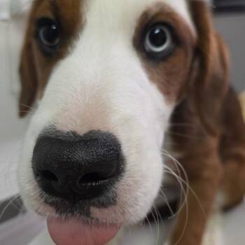 Mixed Breed Dogs Available for Adoption - Mavis | PetCurious