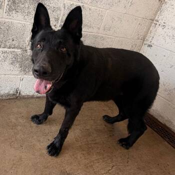 Edgar -  Shepherd Dog Available for Adoption in Edinburg, Texas - Edgar | PetCurious