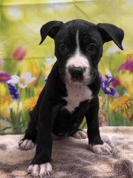 American Staffordshire Terrier and Mixed Breed Dogs Available for Adoption in San Antonio, Texas - Burrito | PetCurious