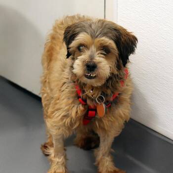 Reba -  Mixed Breed Dog for Adoption in Port Washington, New York - Reba | PetCurious