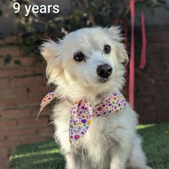 Rescue Pomeranian and Mixed Breed Dogs for Adoption in Rochester, Minnesota - Tina | PetCurious