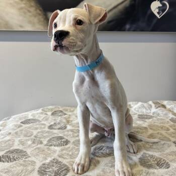 IVHS-Stray-140711 -  Pit Bull Terrier Dog for Adoption in San Gabriel, California - IVHS-Stray-140711 | PetCurious