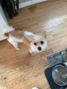 Terrier and Shih Tzu Dogs Available for Adoption - Cafe | PetCurious