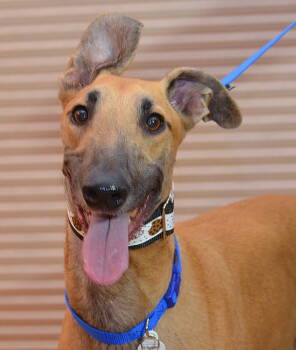 Rescue Greyhound Dogs for Adoption in Minneapolis, Minnesota - Indy | PetCurious