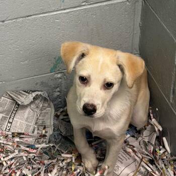 Nala -  Mixed Breed Dog for Adoption in Blairsville, Georgia - Nala | PetCurious