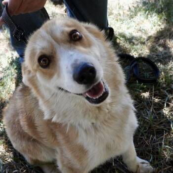 Peanut -  Cardigan Welsh Corgi Dog for Adoption in Pagosa Springs, Colorado - Peanut | PetCurious
