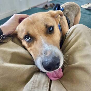 Topo -  Australian Cattle Dog Blue Heeler and Labrador Retriever Dog for Adoption in Austin, Texas - Topo | PetCurious