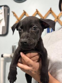 Mac Pup 1 -  Labrador Retriever and Mixed Breed Dog for Adoption in Lawrenceburg, Tennessee - Mac Pup 1 | PetCurious