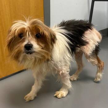 Yorkshire Terrier and Mixed Breed Dogs Available for Adoption - Arcee | PetCurious