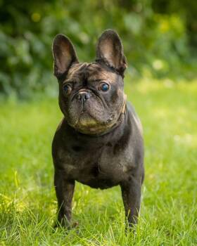 TAURUS (0759) -  French Bulldog Dog for Adoption in Bridgeport, Connecticut - TAURUS (0759) | PetCurious