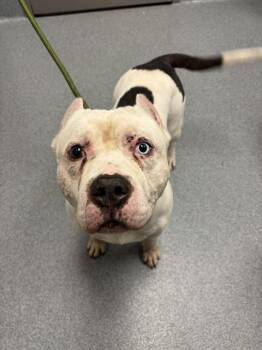 ROBBIE -  American Bulldog Dog for Adoption in Indianapolis, Indiana - ROBBIE | PetCurious