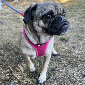 Poppy -  Pug and Beagle Dog for Adoption in Port Angeles, Washington - Poppy | PetCurious