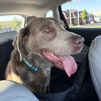 Labrador Retriever Dogs Available for Adoption in Warrington, Pennsylvania - Trila | PetCurious