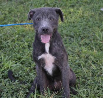 Rescue Pit Bull Terrier and Labrador Retriever Dogs for Adoption in Pflugerville, Texas - Rocky Dog | PetCurious
