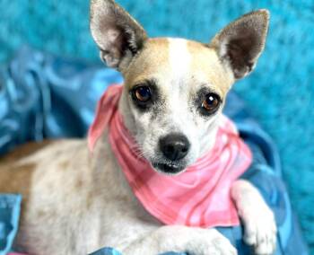 Rescue Chihuahua and Rat Terrier Dogs for Adoption in Hondo, Texas - Bess -an Angel With Fur And The Most Beautiful Soul! | PetCurious