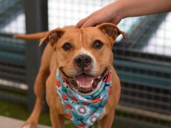Arlo -  Mixed Breed Dog for Adoption - Arlo | PetCurious