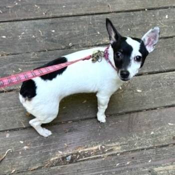 Chihuahua and Fox Terrier Dogs Available for Adoption in Kannapolis, North Carolina - Roxy | PetCurious