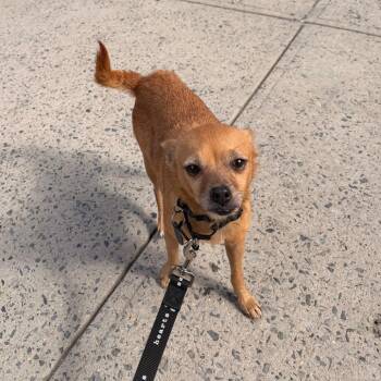 Aries -  Chihuahua Dog for Adoption in New York, New York - Aries | PetCurious