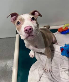 YUKON -  Pit Bull Terrier Dog for Adoption in San Francisco, California - YUKON | PetCurious