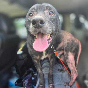 Dozer -  Shepherd and Labrador Retriever Dog Available for Adoption in Valdosta, Georgia - Dozer | PetCurious