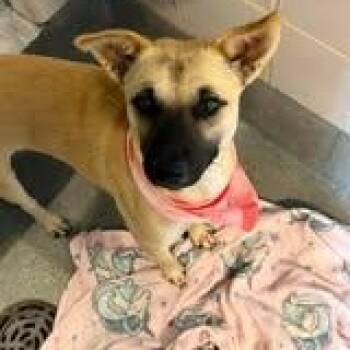 Mosby -  Black Mouth Cur Dog for Adoption in Blacksburg, Virginia - Mosby | PetCurious