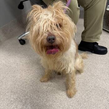 Nova/Piper -  Terrier Dog for Adoption in Horn Lake, Mississippi - Nova/Piper | PetCurious