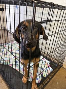 Sarah Jessica -  German Shepherd Dog and Hound Dog for Adoption in Mobile, Alabama - Sarah Jessica | PetCurious