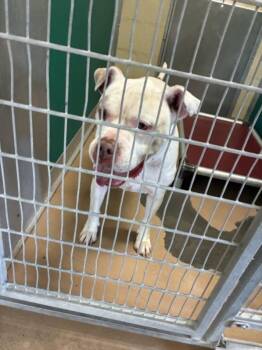 STREETS -  Pit Bull Terrier Dog for Adoption in Texas City, Texas - STREETS | PetCurious