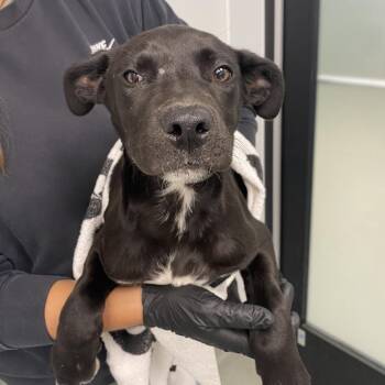 Pit Bull Terrier Dogs Available for Adoption in Abilene, Texas - Licorice | PetCurious