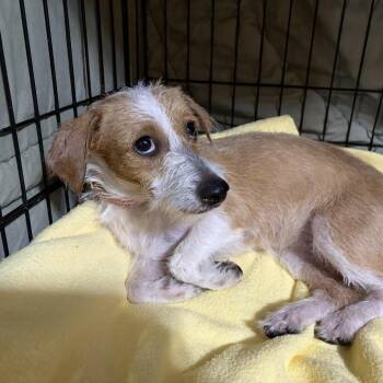 Hope C-34106 -  Terrier and Mixed Breed Dog for Adoption in Oklahoma City, Oklahoma - Hope C-34106 | PetCurious