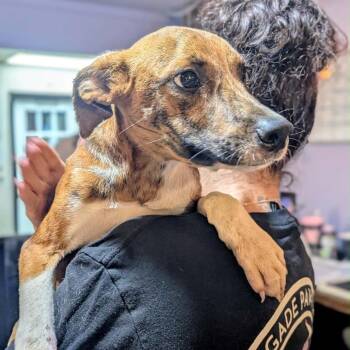 DJ Funk -  Mixed Breed Dog for Adoption in Savannah, Georgia - DJ Funk | PetCurious
