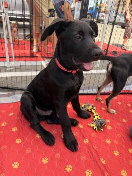 Cambridge -  Labrador Retriever and German Shepherd Dog Dog for Adoption in Pleasant Hill, California - Cambridge | PetCurious