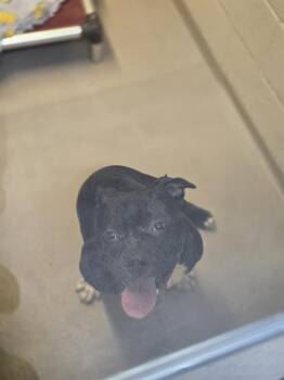 Pit Bull Terrier and Mixed Breed Dogs Available for Adoption in Kent, Washington - ROXIE | PetCurious