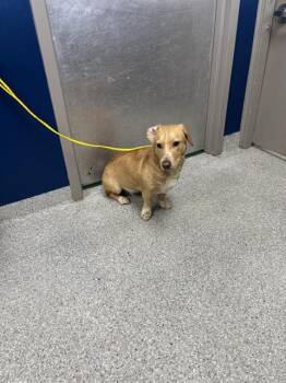 A187256 -  Dachshund and Labrador Retriever Dog for Adoption in Pasadena, Texas - A187256 | PetCurious
