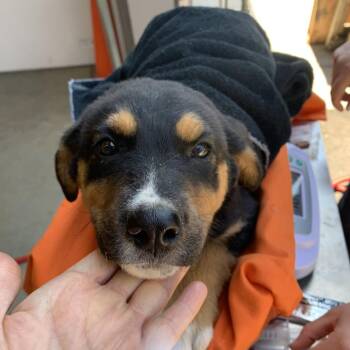 Black And Tan Coonhound and Mixed Breed Dogs Available for Adoption in Morganton, North Carolina - Deputy | PetCurious