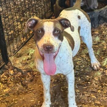 Lady Elza -  English Pointer Dog for Adoption in Anahuac, Texas - Lady Elza | PetCurious