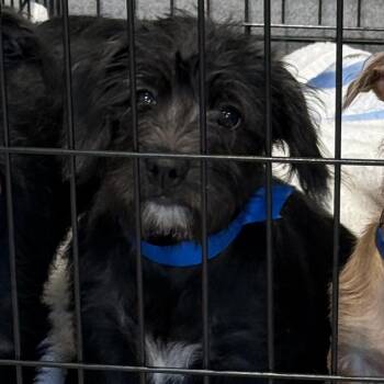 Dayton 22800 -  Terrier and Mixed Breed Dog for Adoption in Cumming, Georgia - Dayton 22800 | PetCurious