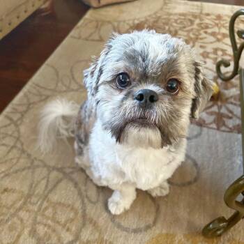 Geo -  Shih Tzu and Lhasa Apso Dog for Adoption in Lewisville, Texas - Geo | PetCurious