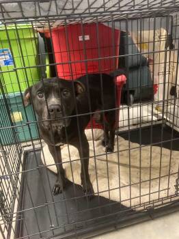 Rescue Boxer and Pit Bull Terrier Dogs for Adoption in Jefferson, Iowa - Bruce | PetCurious