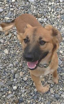 Comet -  Australian Shepherd Dog for Adoption in Sterling Heights, Michigan - Comet | PetCurious