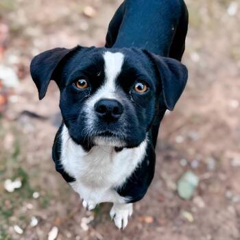 Rescue Boston Terrier and Mixed Breed Dogs for Adoption in Enid, Oklahoma - Jett | PetCurious