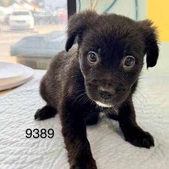 Rhiannon Matthias -  Border Collie Dog for Adoption in Chico, California - Rhiannon Matthias | PetCurious