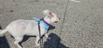 West Highland White Terrier Westie Dogs Available for Adoption in Brooksville, Florida - Winnie  | PetCurious