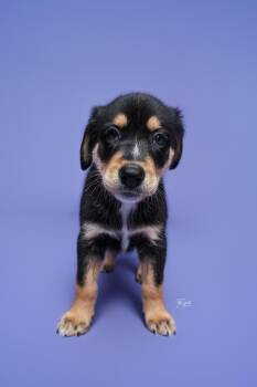 Inde -  Australian Cattle Dog Blue Heeler and Rottweiler Dog for Adoption in Houston, Texas - Inde | PetCurious