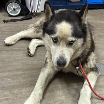 Siberian Husky Dogs Available for Adoption in Pasadena, California - Marcus | PetCurious