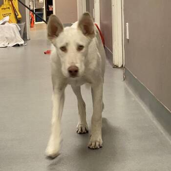 Shepherd and Mixed Breed Dogs Available for Adoption in Westminster, California - WAGS-Stray-21777 | PetCurious