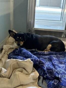 GrapeFruit -  Mixed Breed Dog for Adoption in Fresno, California - GrapeFruit | PetCurious