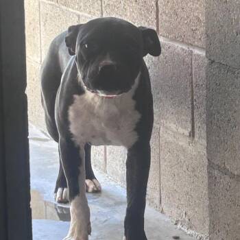 Pit Bull Terrier Dogs Available for Adoption - Betty Boop | PetCurious