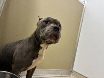 Mixed Breed Dogs Available for Adoption in Lafayette, Indiana - Leroy | PetCurious